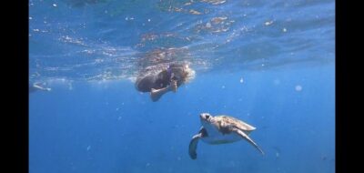 Snorkeling Trip in a Turtle Habitat