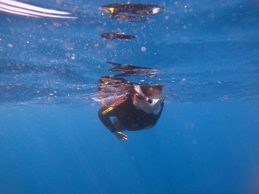 Tenerife: Snorkeling Trip in a Turtle Habitat - Should you book the Tenerife snorkeling trip?