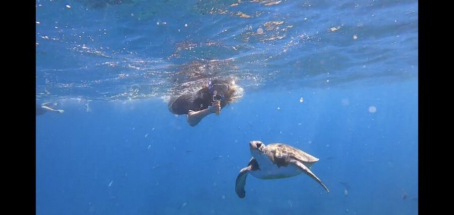 Tenerife: Snorkeling Trip in a Turtle Habitat - Fifty minutes in the water, with wildlife on its own terms