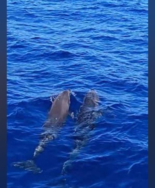 Tenerife: Sunset Catamaran Tour with Transfer, Buff & Drinks - Watching whales and dolphins from the water