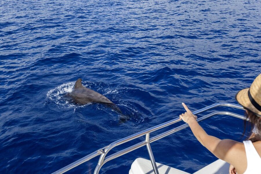 Tenerife: Whale and Dolphin Watching Tour by Sailboat - Puerto Colón: Start at Dock 8