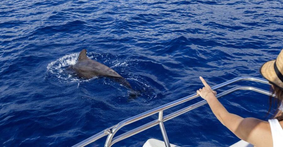 Tenerife: Whale and Dolphin Watching Tour by Sailboat - Along Costa Adeje: Looking for whales and dolphins