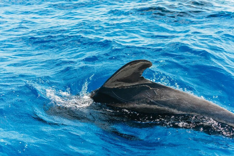 Tenerife: Whale & Dolphin Watching with Drinks and Snacks - A small yacht makes the wildlife feel closer