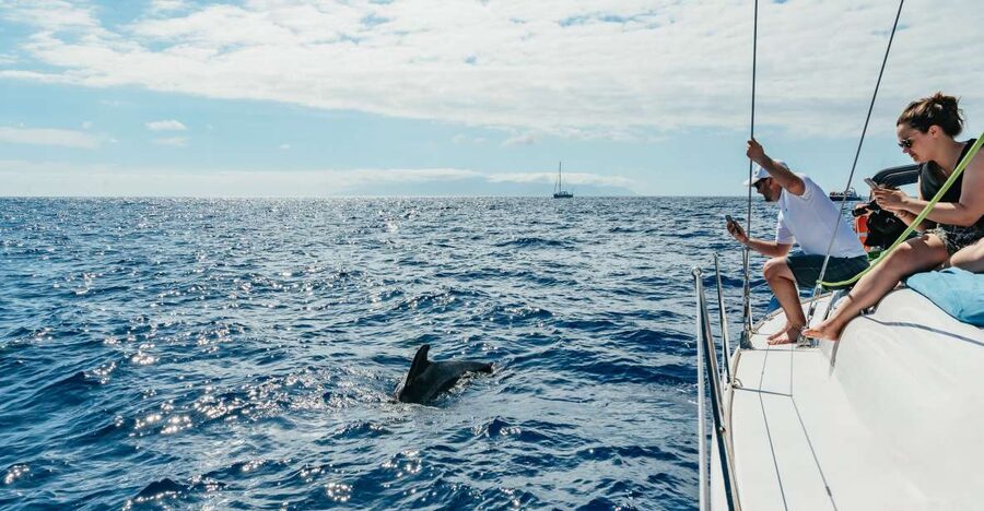 Tenerife: Whale & Dolphin Watching with Drinks and Snacks - From Puerto Colón to open water