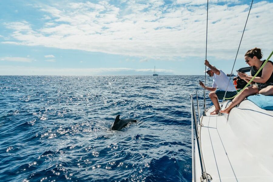 Tenerife: Whale & Dolphin Watching with Drinks and Snacks - A sheltered bay, with time to swim