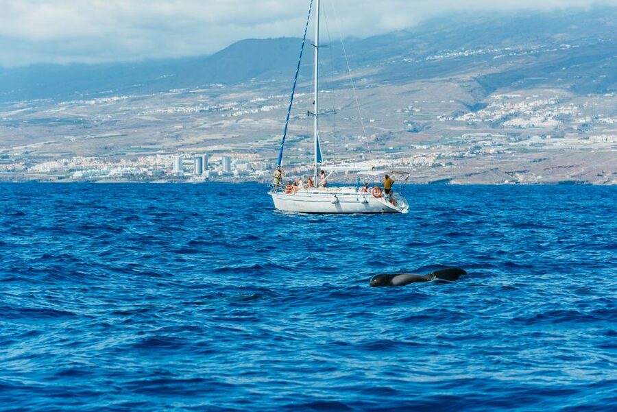 Tenerife: Whale & Dolphin Watching with Drinks and Snacks - Should you book the Tenerife yacht cruise?