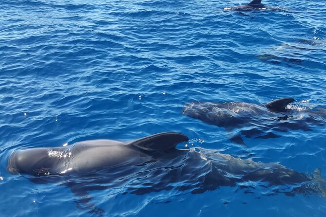 Tenerife Whale Watching and Snorkeling Yacht Trip - Two and a half hours in search of whales