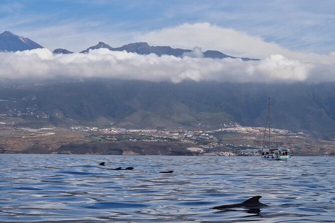 Tenerife Whale Watching and Snorkeling Yacht Trip - Daylight, sunset, and the view back to shore