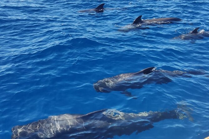 Tenerife Whale Watching and Snorkeling Yacht Trip - Is $62.68 good value?