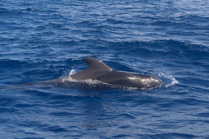 Tenerife Whale Watching and Snorkeling Yacht Trip - Should you book this yacht trip?