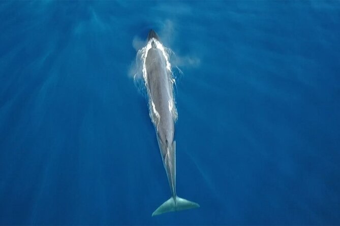 Tenerife Whales and Dolphins Watching Experience in Catamaran - Setting out from Puerto Colón