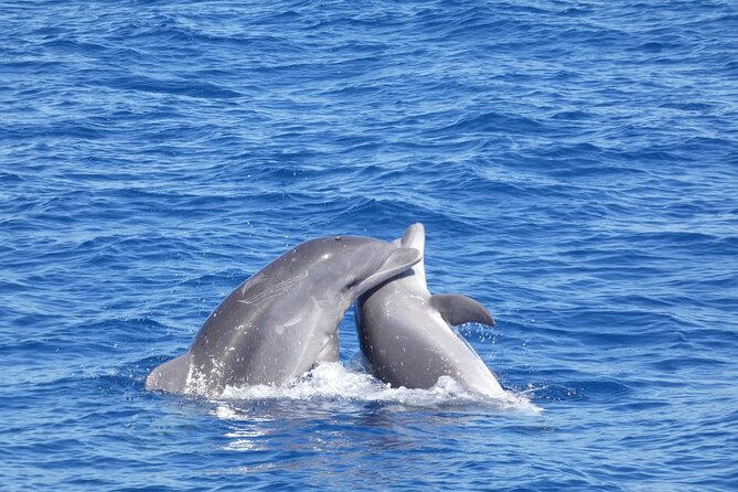 Tour with Whale and Dolphin Watching plus food included - Local food and drinks add value