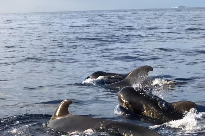 Tour with Whale and Dolphin Watching plus food included - What the boat size means for you
