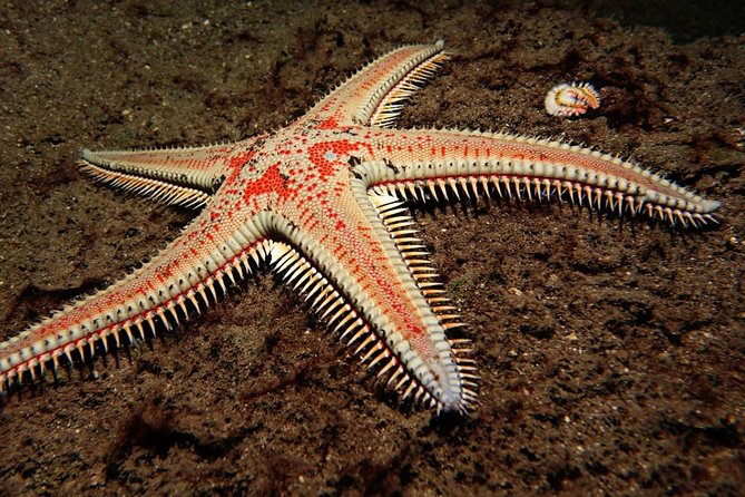 Try Dive - PADI Discover Scuba Diving in Tenerife - What three hours gets you