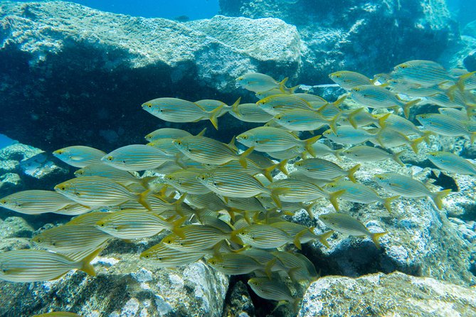 Try Dive - PADI Discover Scuba Diving in Tenerife - Is $156.07 a fair price?