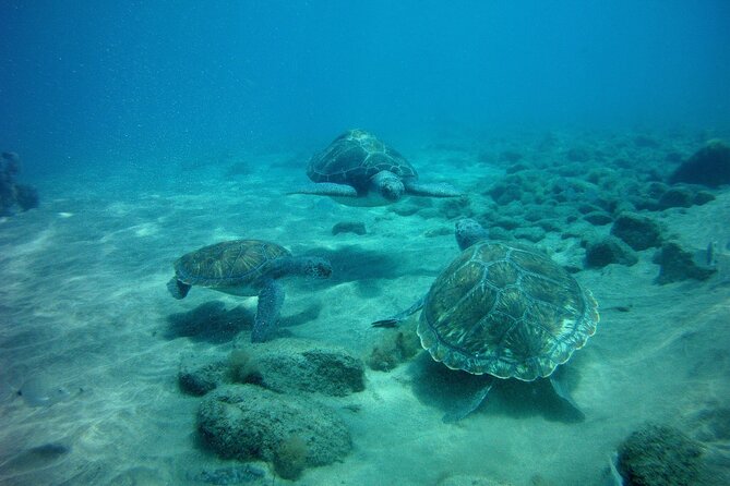 Try Scuba Diving in a turtle area (boat) - Who will get the most from this session?