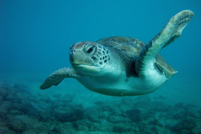 Try Scuba Diving in a turtle area (boat) - Should you book?