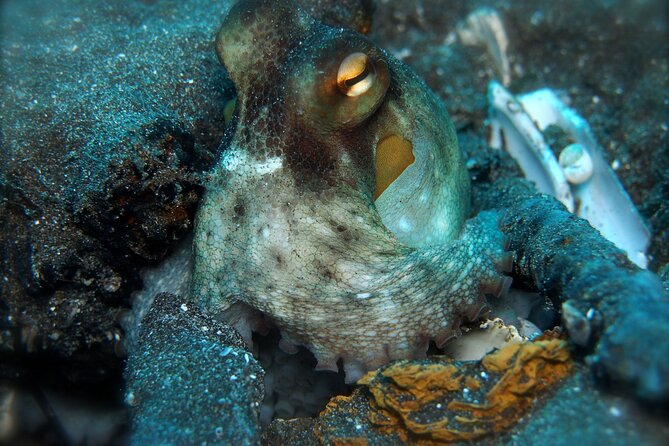 Try Scuba Diving in a turtle area (boat) - FAQ