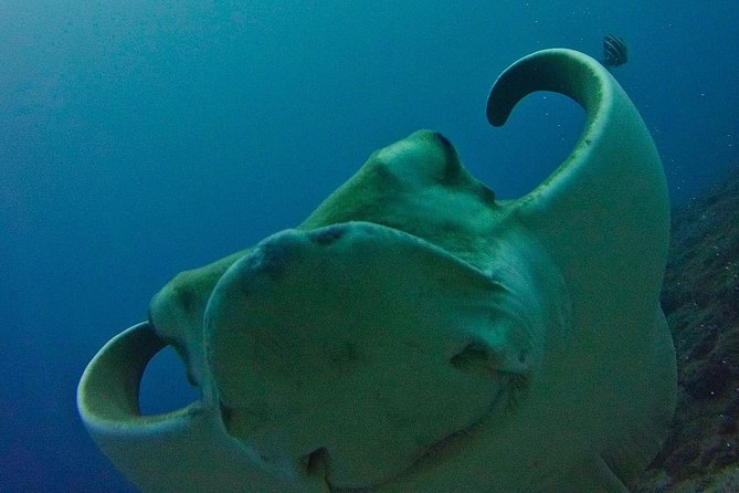 TRY SCUBA DIVING with a Dedicated Instructor - Start at LJ Diving Tenerife in Las Galletas
