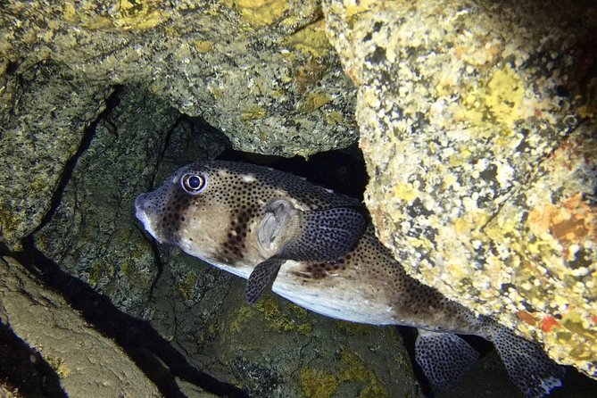 TRY SCUBA DIVING with a Dedicated Instructor - Who is likely to enjoy it most