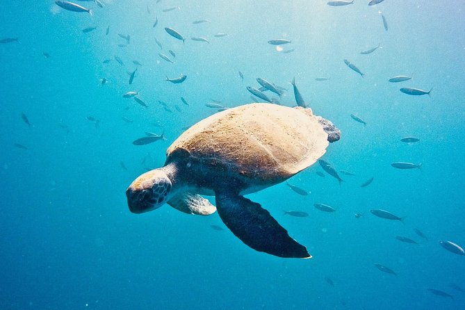 TRY SCUBA DIVING with a Dedicated Instructor - Gear, photos, and the useful extras