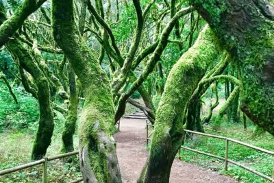 VIP tour of La Gomera from Tenerife