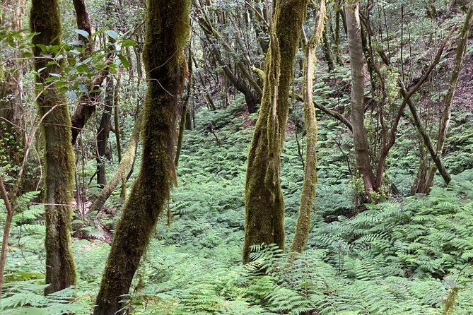 VIP tour of La Gomera from Tenerife - What the small group means in practice