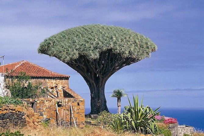 Volcano Teide - Masca ravine. Guided Tour from Puerto de la Cruz - Tenerife - Teide National Park at 2,350 meters