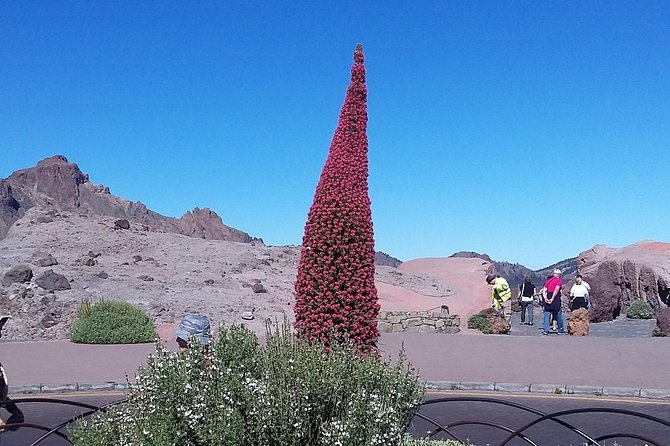 Volcano Teide - Masca ravine. Guided Tour from Puerto de la Cruz - Tenerife - Garachico and the mark left by lava
