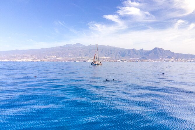 Watching and Listening Whales visiting Los Gigantes&Masca. Food&drinks included - From Costa Adeje into whale country
