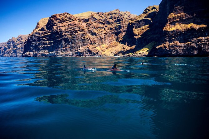 Watching and Listening Whales visiting Los Gigantes&Masca. Food&drinks included - Lunch on board: useful, with a caveat