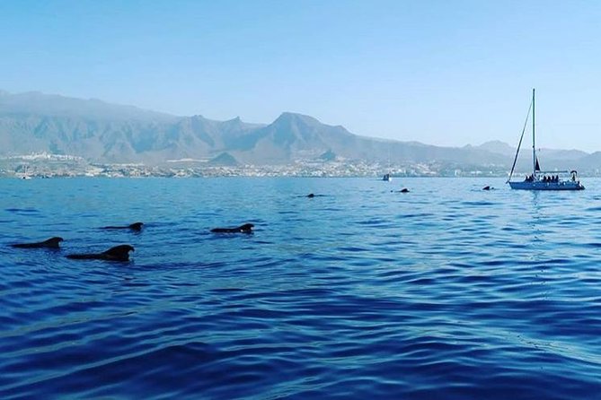 Whale and Dolphin Small Group Sailing from Tenerife South - What the $60.49 price buys you