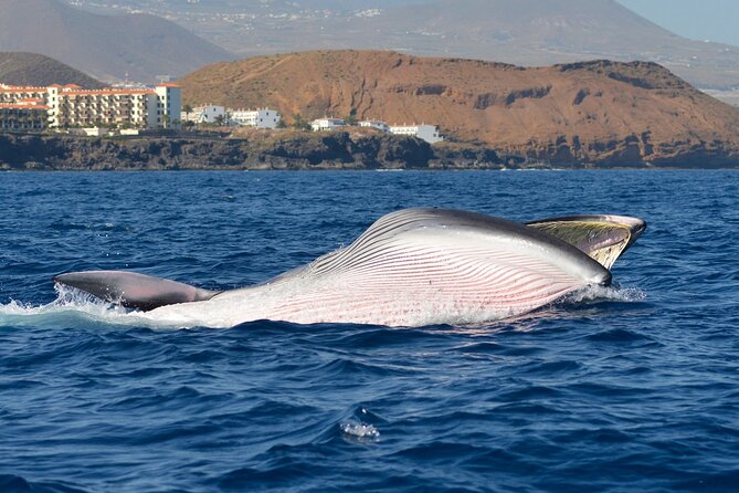 Whale and Dolphin Watching EcoAdventure in Tenerife - What the two-hour trip is really about