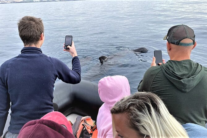Whale and Dolphin Watching EcoAdventure in Tenerife - A small boat, a small group, and a personal guide