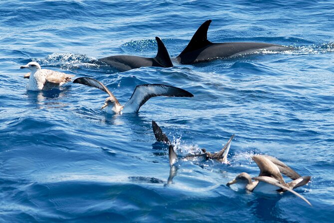 Whale and Dolphin Watching EcoAdventure in Tenerife - Who will enjoy this trip most