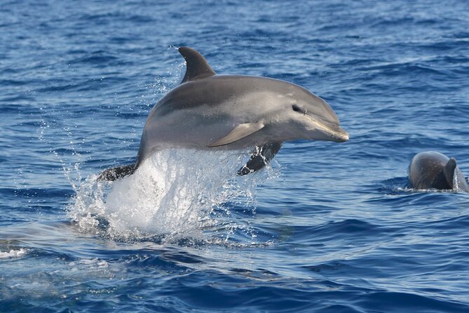 Whale and Dolphin Watching EcoAdventure in Tenerife - Weather, cancellations, and sensible planning