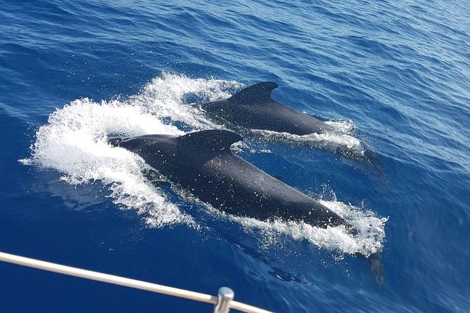 Whale and Dolphin Watching Sailing Boat with Drinks, Snacks and Swimming Time - Looking for pilot whales and dolphins