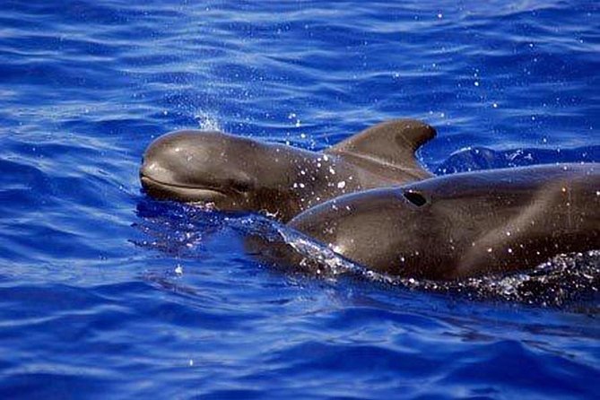 Whale and Dolphin Watching Sailing Boat with Drinks, Snacks and Swimming Time - Swimming and snorkeling, with a weather check