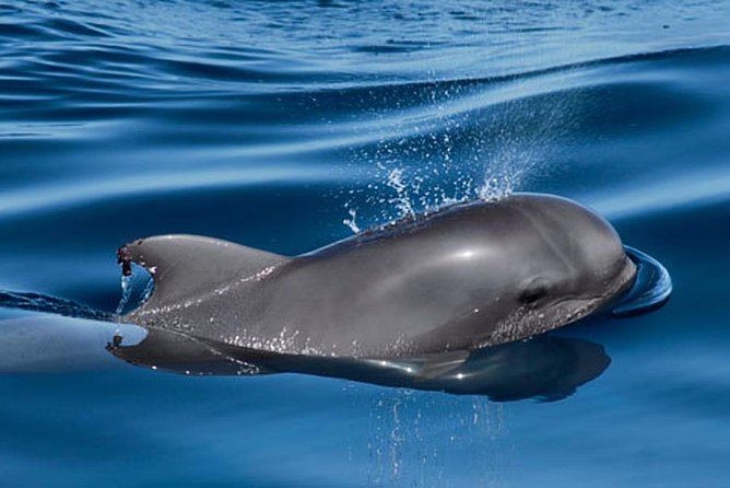 Whale and Dolphin Watching Sailing Boat with Drinks, Snacks and Swimming Time - A simple lunch and drinks on board