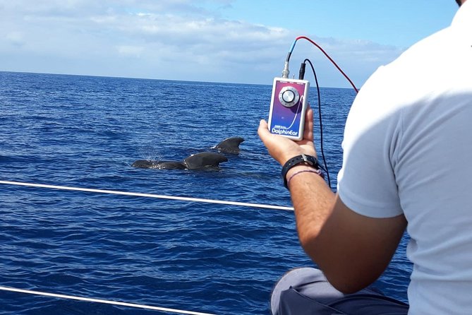 Whale and Dolphin Watching Sailing Boat with Drinks, Snacks and Swimming Time - What the $78.44 price buys