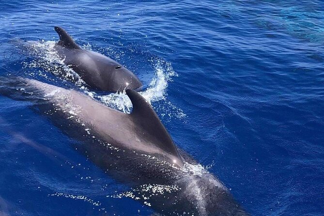 Whale and Dolphin Watching Yacht Trip in Puerto Colon - What you get for $62.56