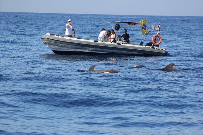Whale Watching and Marine Science Tour - A whale-watching trip with a science lesson built in