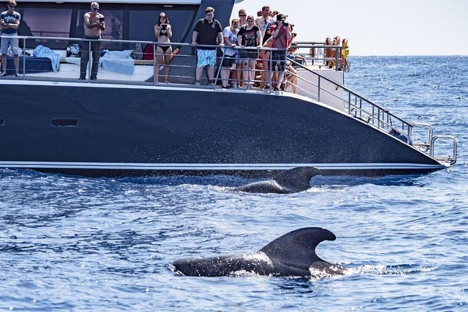 Whale Watching Catamaran in Costa Adeje (Including drinks & Sandwich) - Three hours on the water from Costa Adeje
