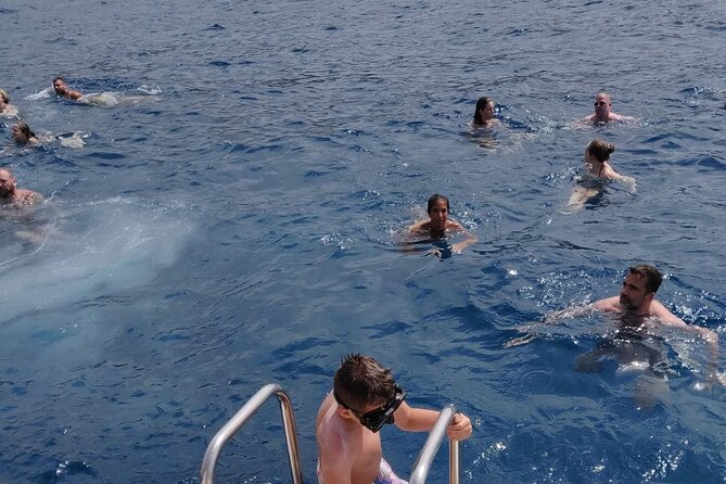 Whale Watching Catamaran in Costa Adeje (Including drinks & Sandwich) - Pickup, tickets, and a few useful precautions