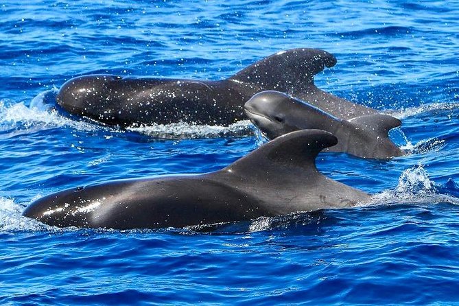 Whale Watching Catamaran in Costa Adeje (Including drinks & Sandwich) - A coastal cruise, with a possible swim stop