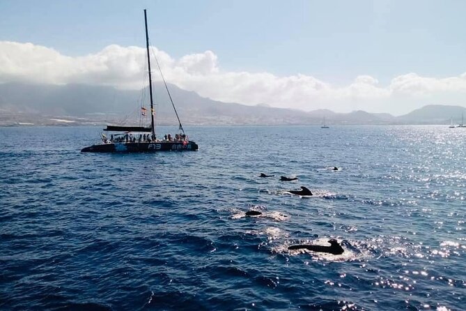 Whale Watching Catamaran to Los Gigantes & Masca (Including drinks & warm lunch) - Choosing your place on board