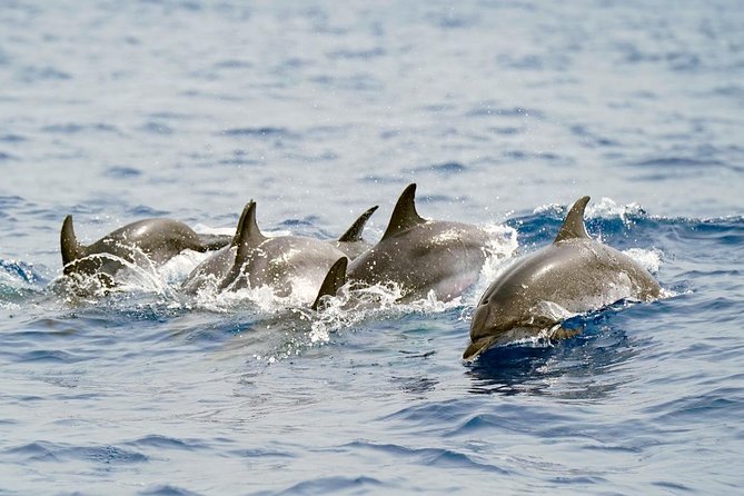 Whale Watching Eco-Adventure from Costa Adeje - Searching the Teno-Rasca Marine Protected Area