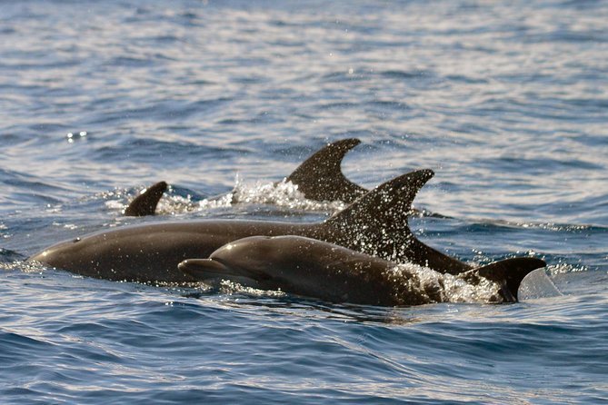 Whale Watching Eco-Adventure from Costa Adeje - Is $72.56 a fair price?