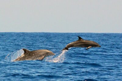 Whale Watching Eco-Adventure from Costa Adeje