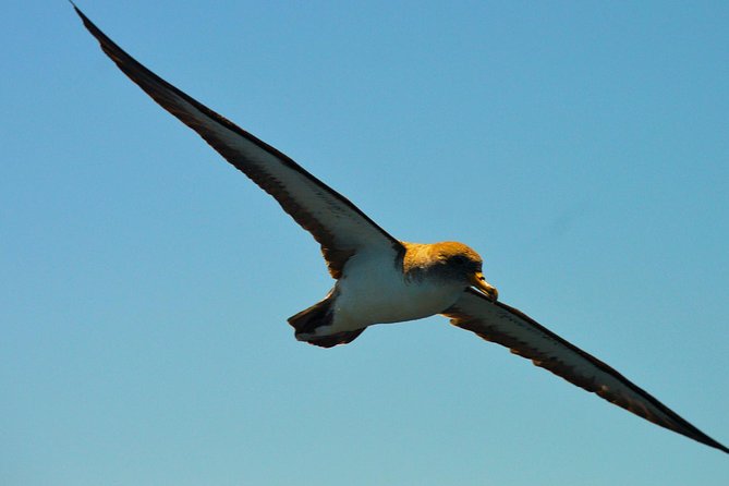 Whale Watching Eco-Adventure from Costa Adeje - Practical details before you book
